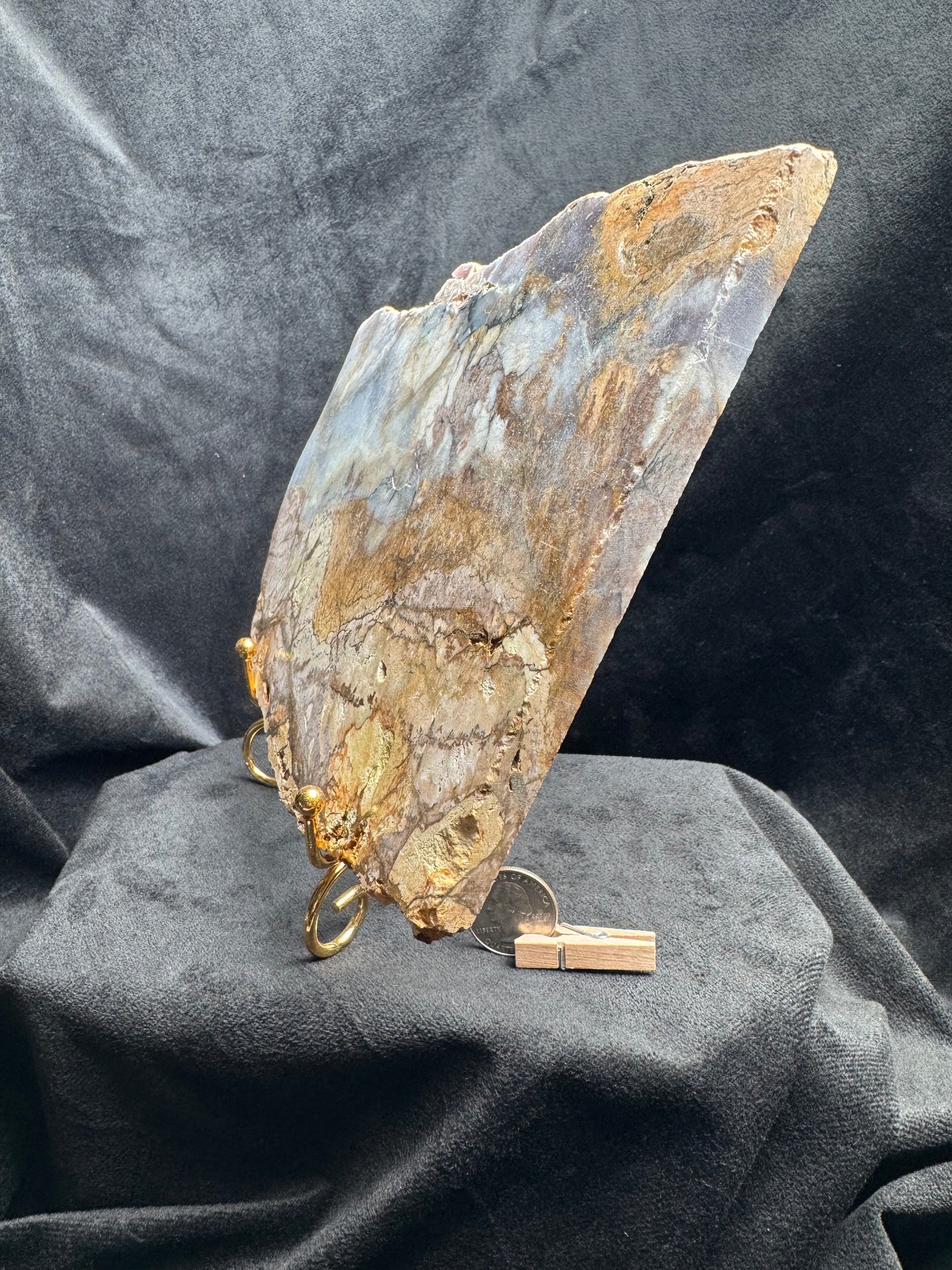 Blue Forest Petrified Wood Slab